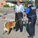 Vorführung bei der Autobahn-Zollstelle Basel Weil am Rhein mit Hund und Testperson